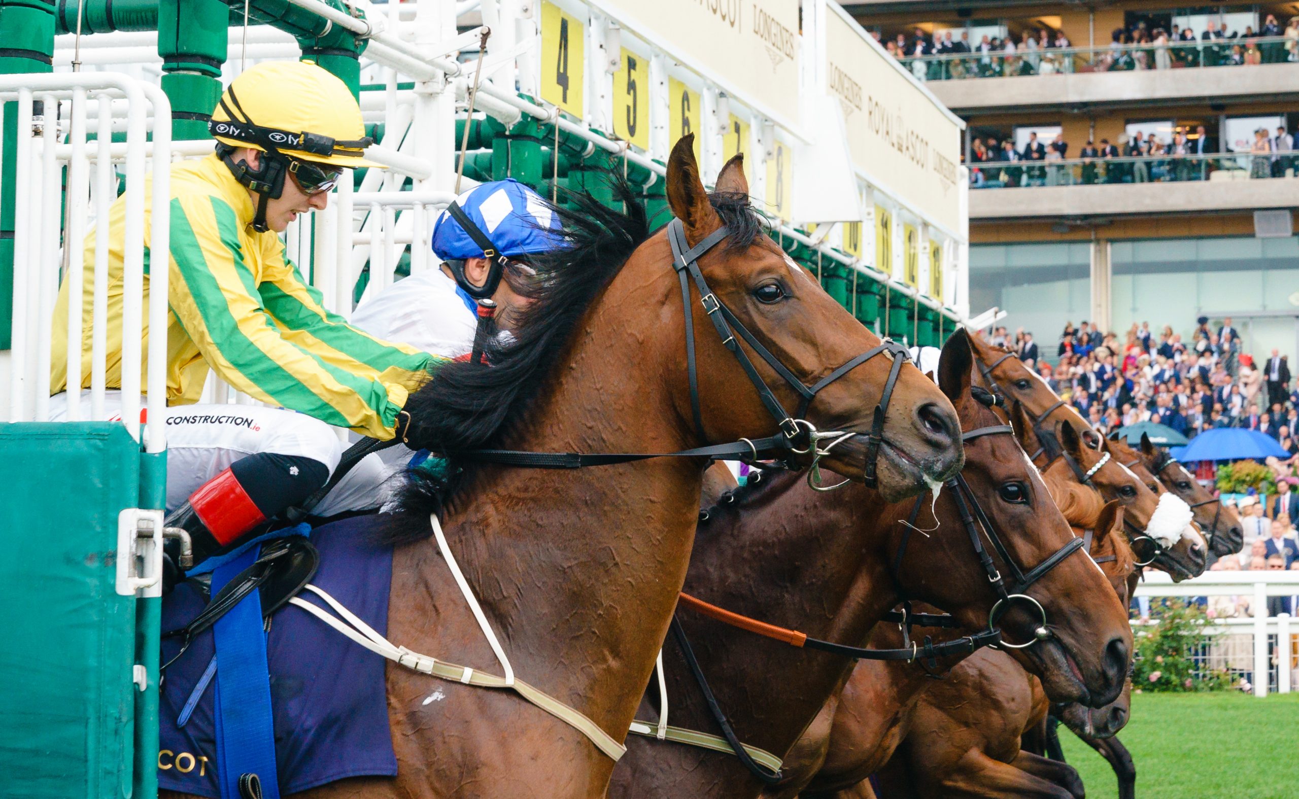 Glorious Goodwood Trends and Tips (Saturday 1st August, 2026)